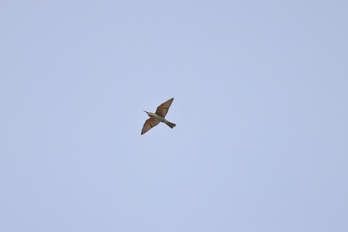 blåkinnbieter - ML644210164