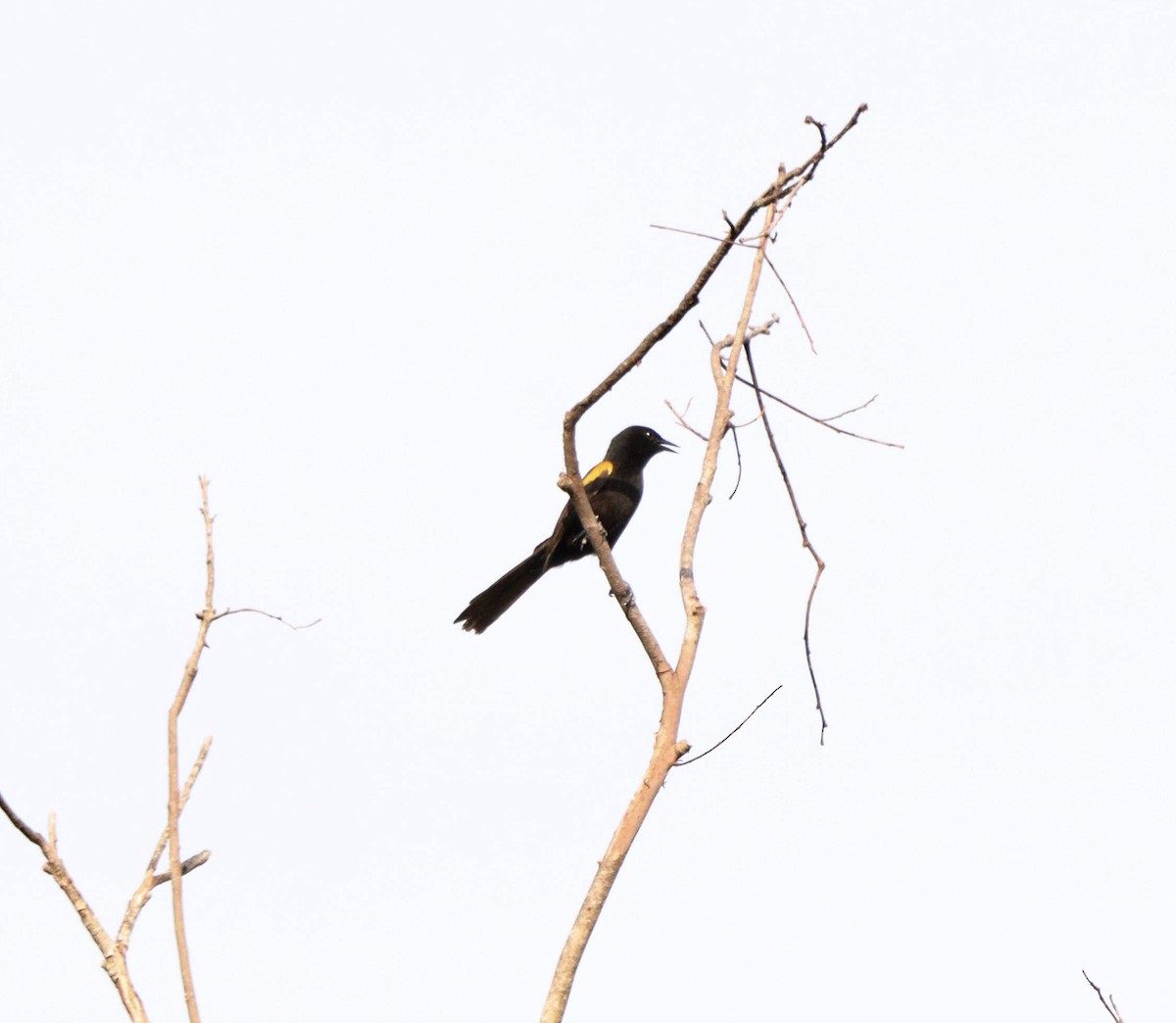 Variable Oriole - ML644210166