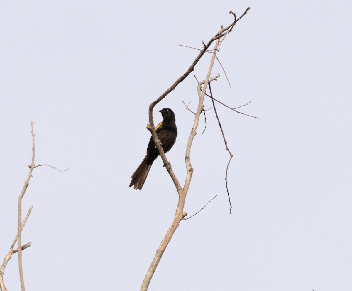 Variable Oriole - ML644210167