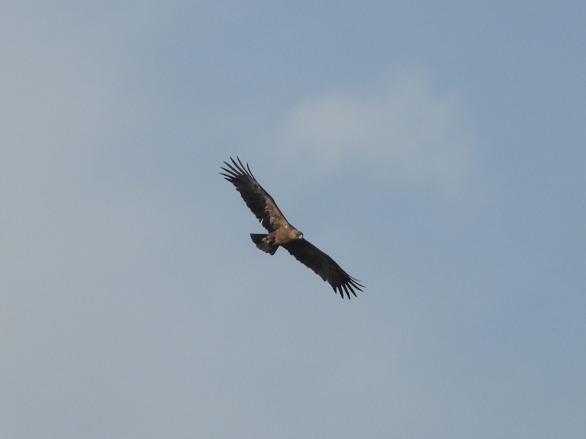 Tawny Eagle - ML644210168
