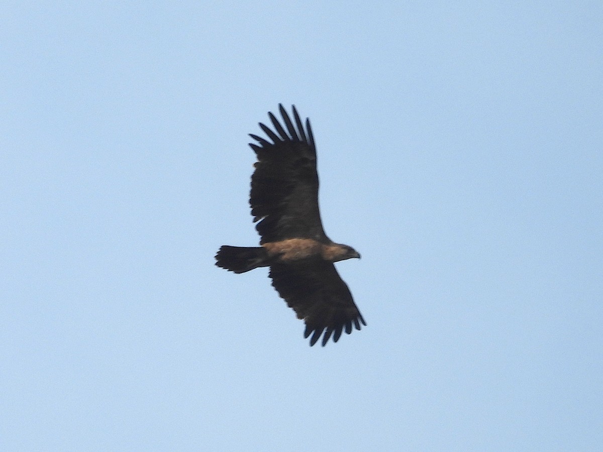 Tawny Eagle - ML644210169