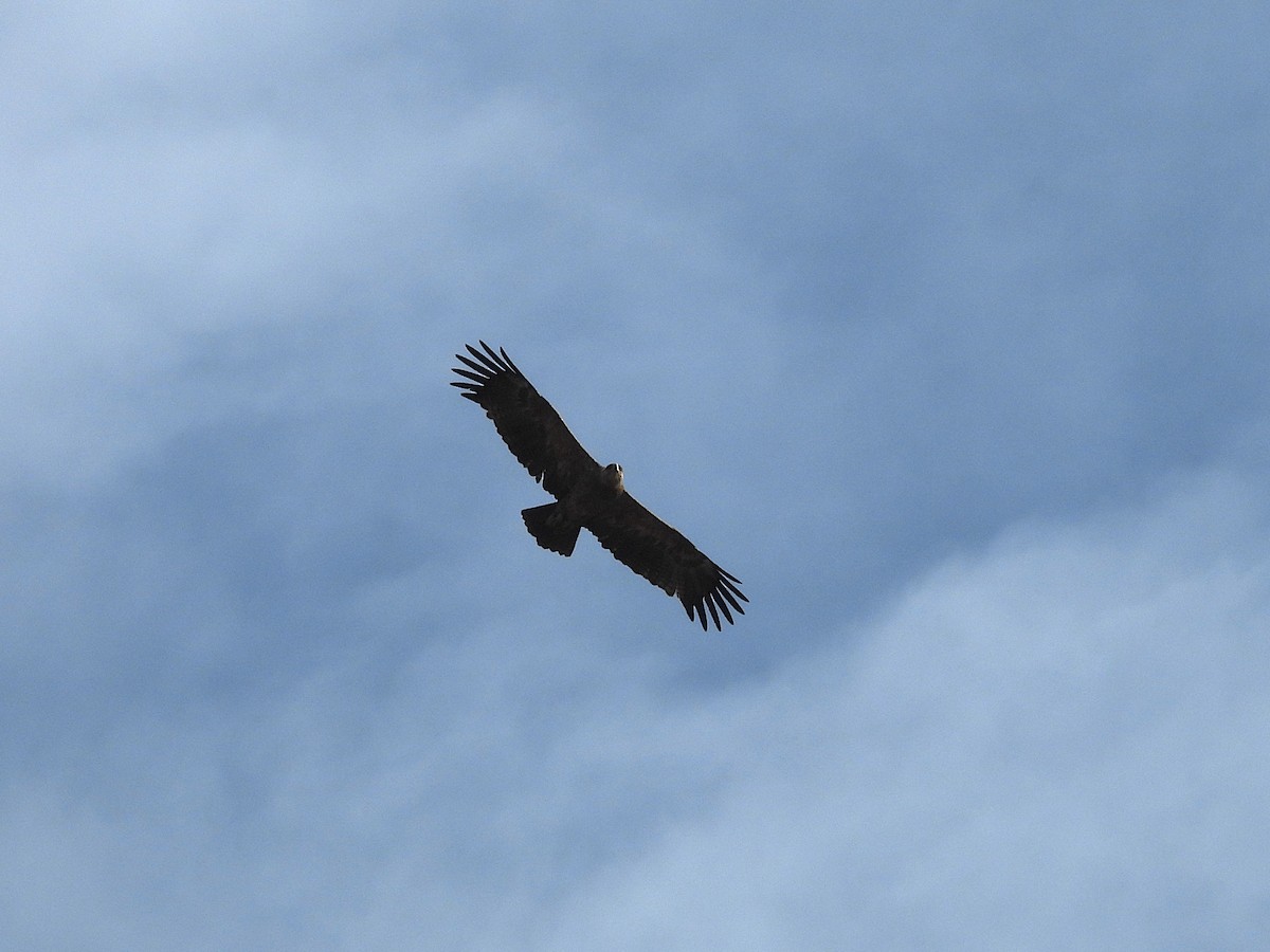 Tawny Eagle - ML644210170