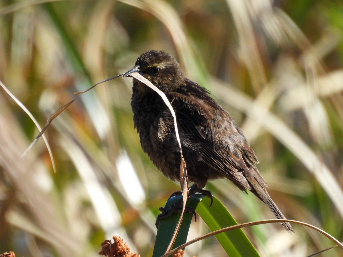 gulvingetrupial - ML644210173