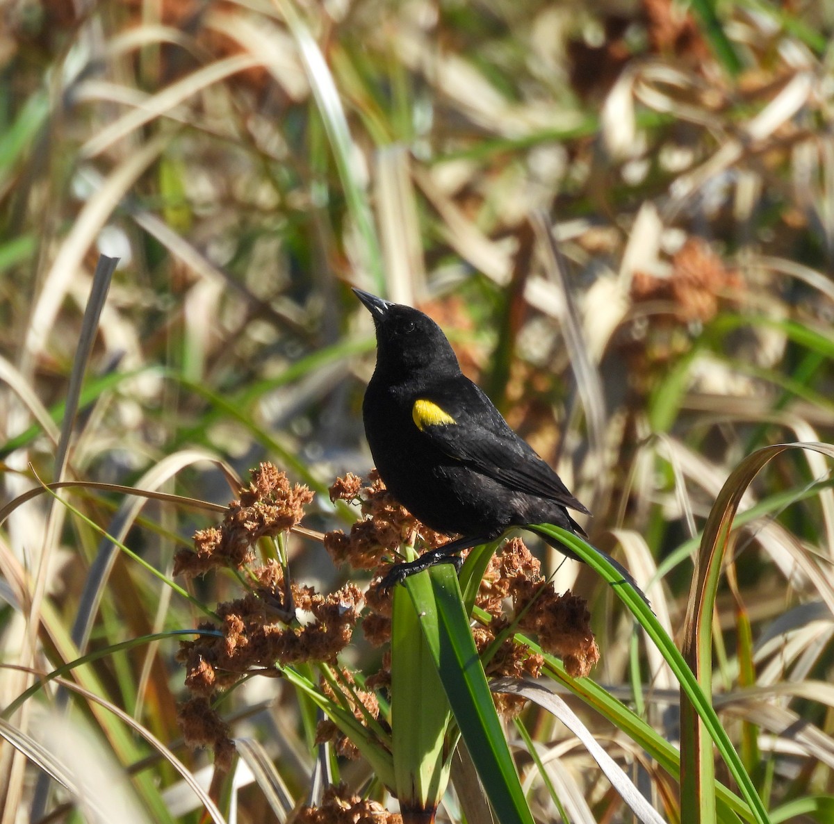 gulvingetrupial - ML644210174