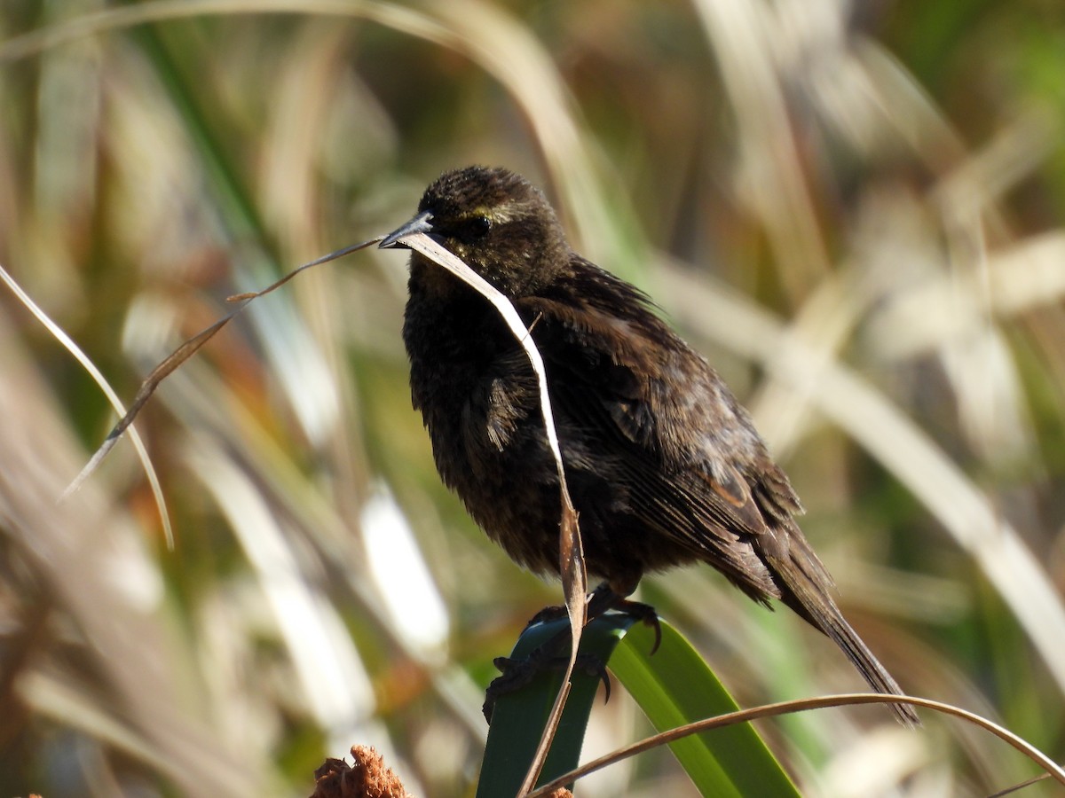 gulvingetrupial - ML644210175