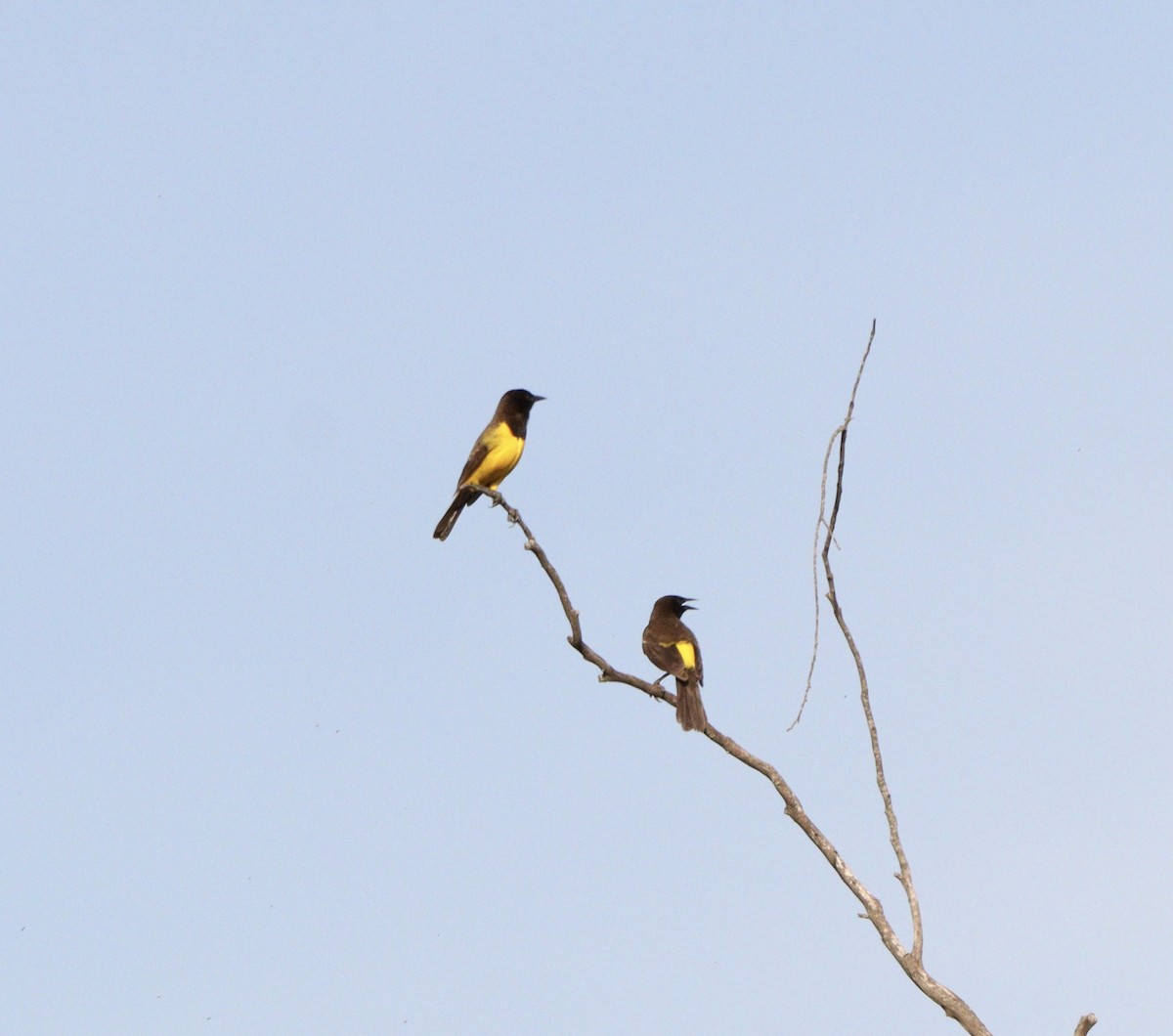 Yellow-rumped Marshbird - ML644210178