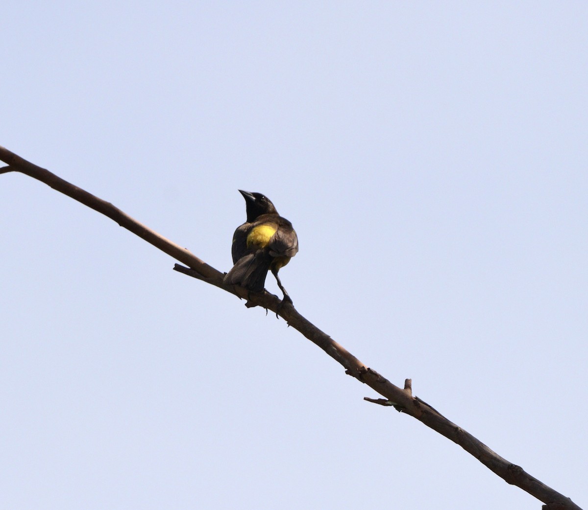 Yellow-rumped Marshbird - ML644210179