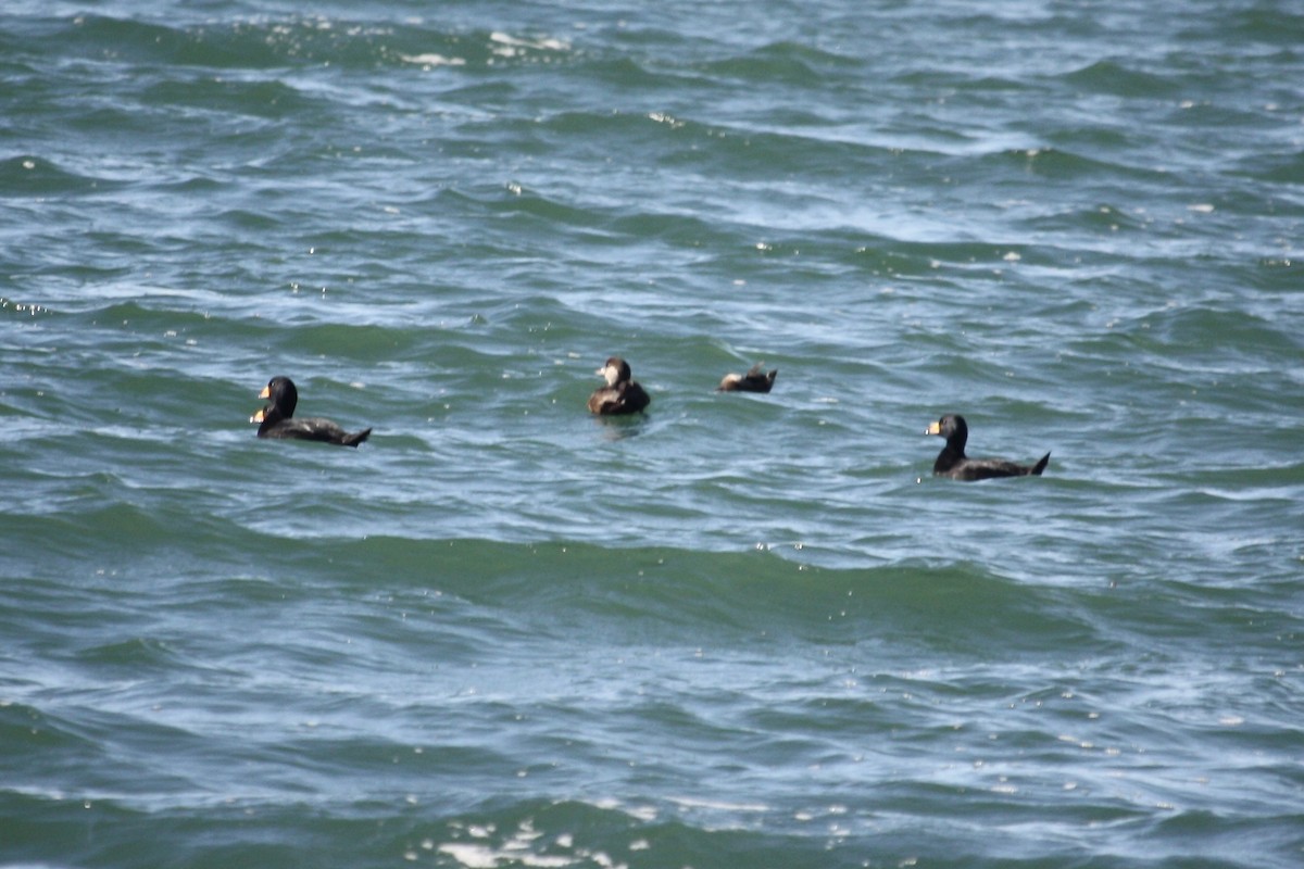 turpan žlutozobý - ML644210182