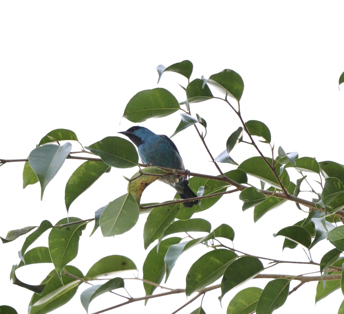 Blue Dacnis - ML644210211