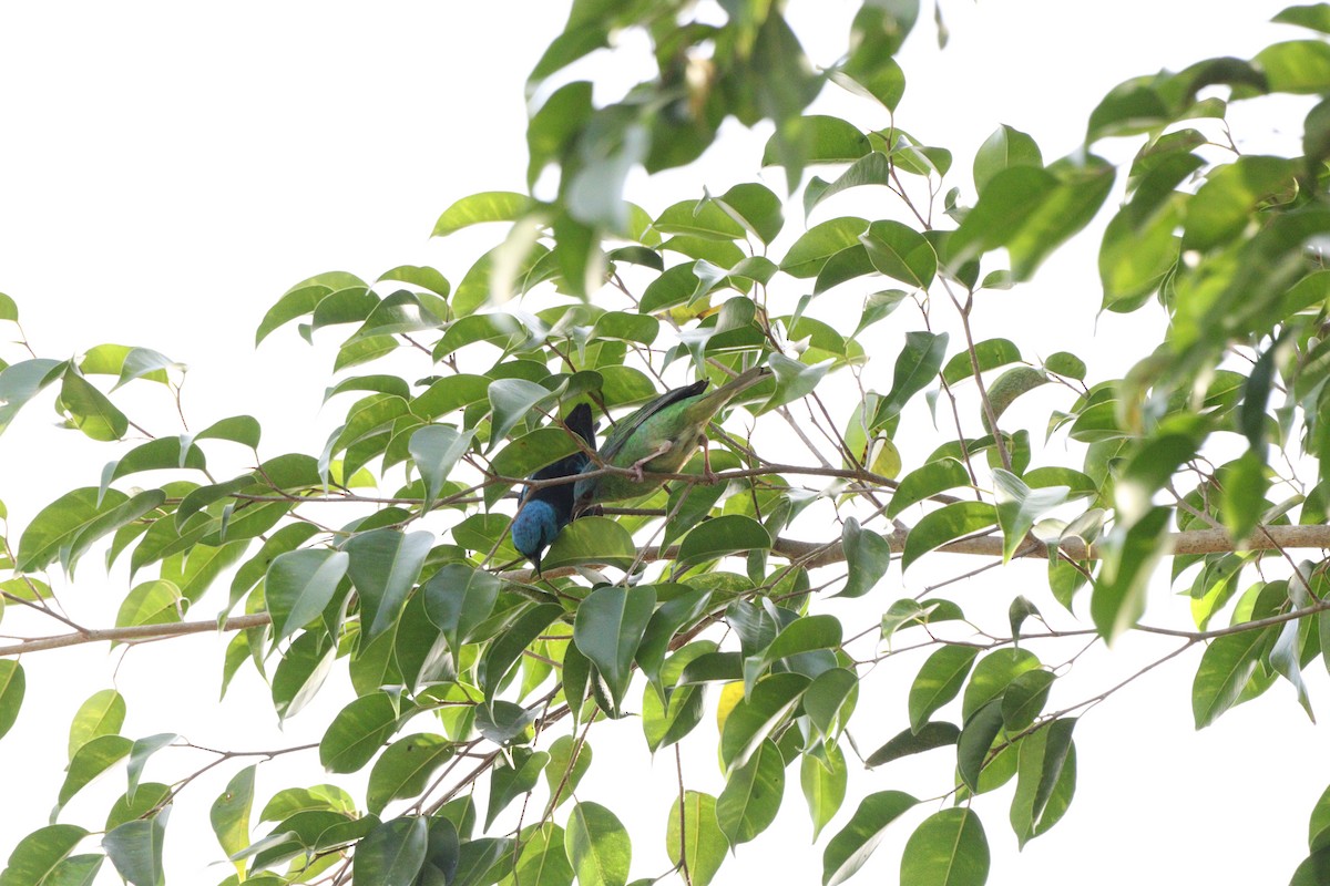 Blue Dacnis - ML644210212