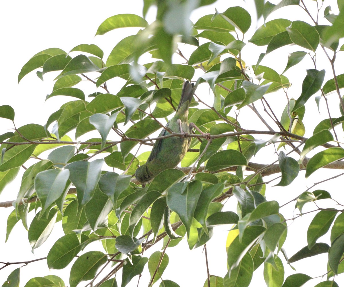 Blue Dacnis - ML644210213