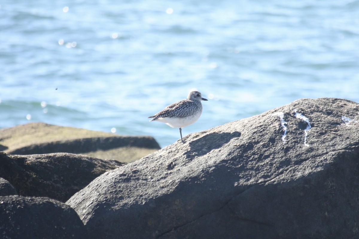 kulík bledý - ML644210216