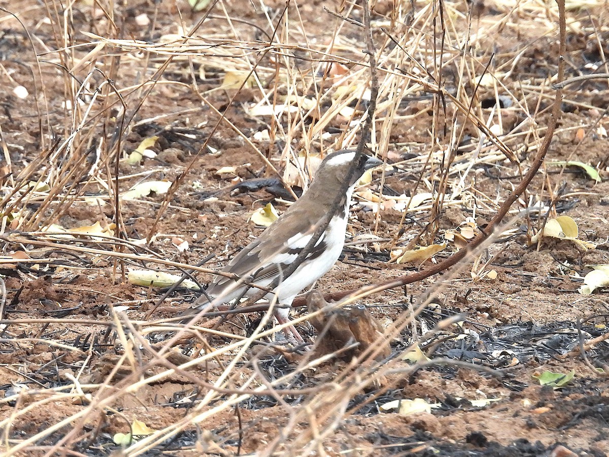 Weißbrauenweber (melanorhynchus) - ML644210220