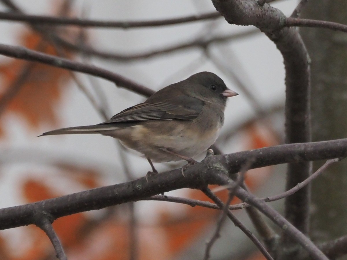 vinterjunko (hyemalis/carolinensis) - ML644210234
