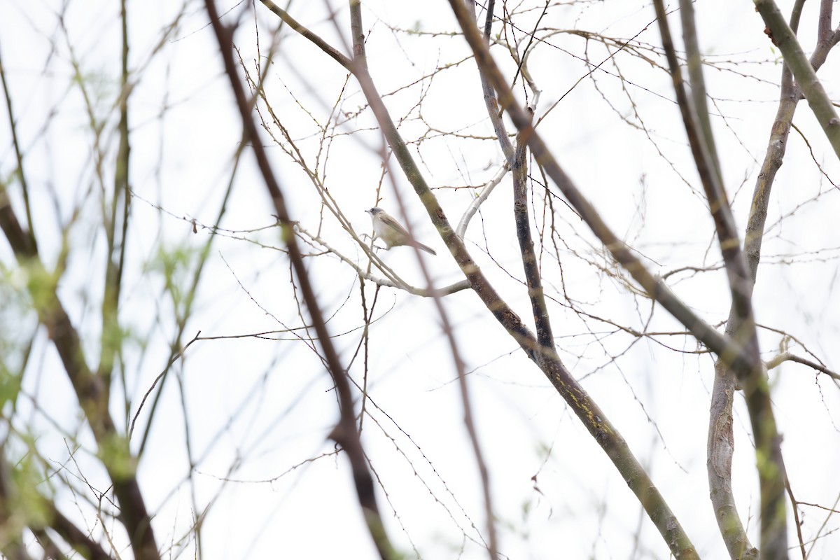 møller (curruca/blythi/halimodendri) - ML644210247