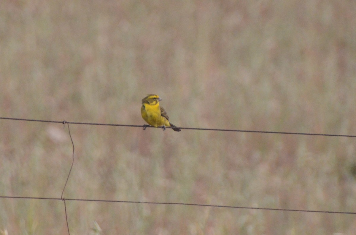 Sarı İskete - ML644210252