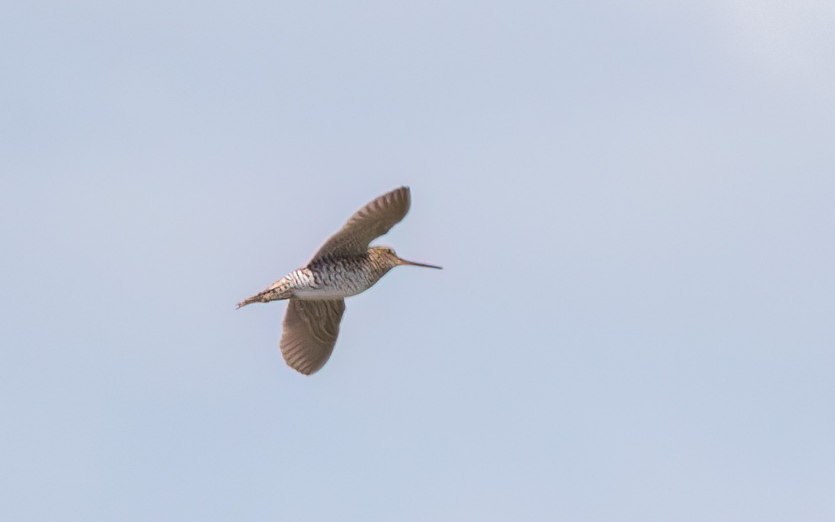 ヨーロッパジシギ - ML644210253