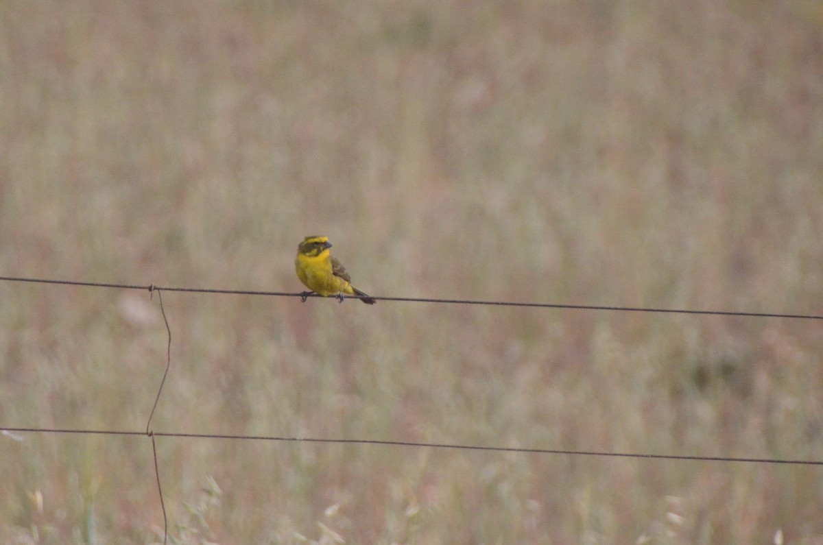 Sarı İskete - ML644210257