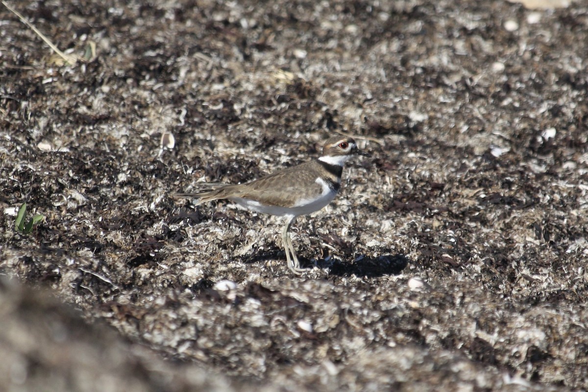 kulík rezavoocasý - ML644210263