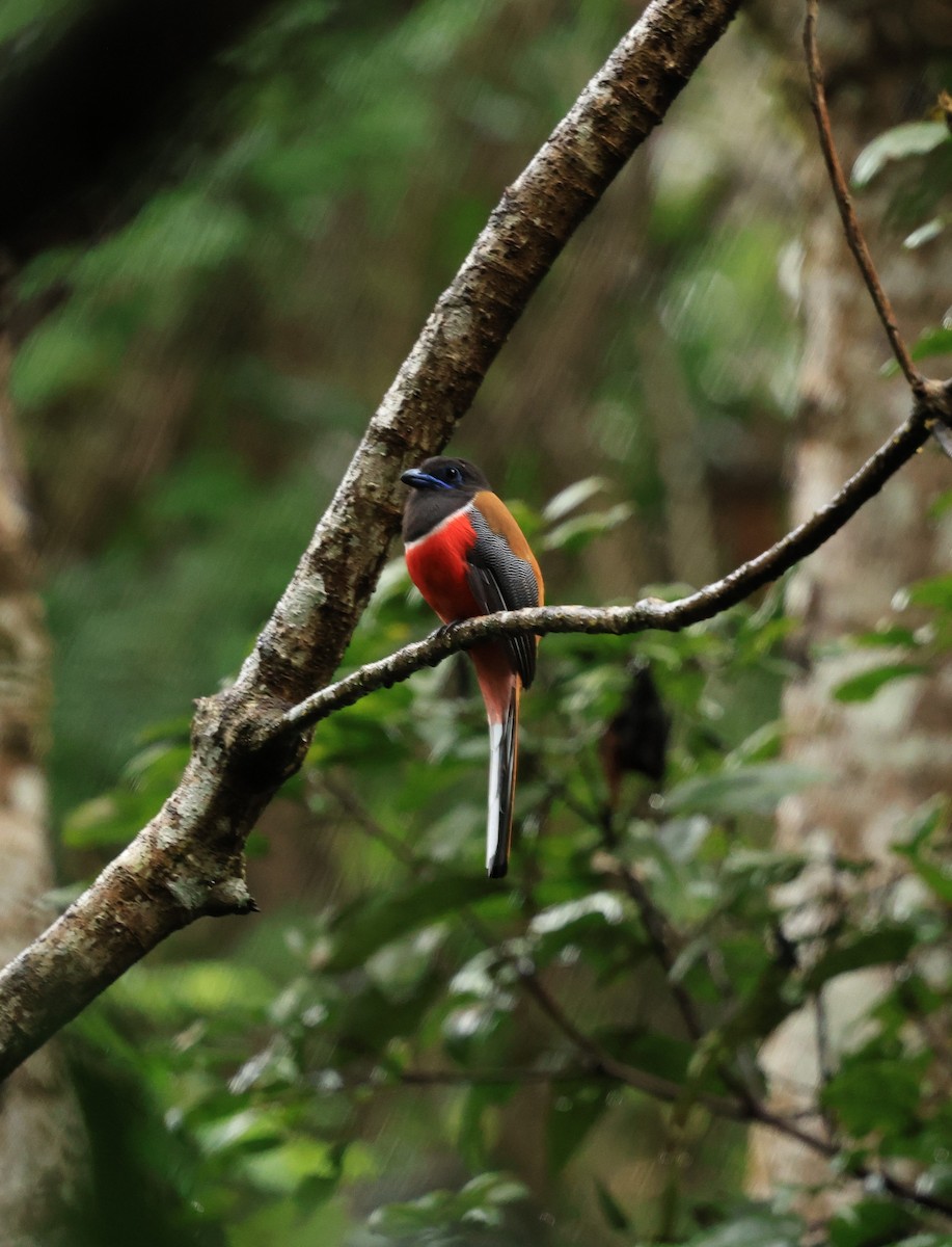 Malabar Trogon - ML644210266
