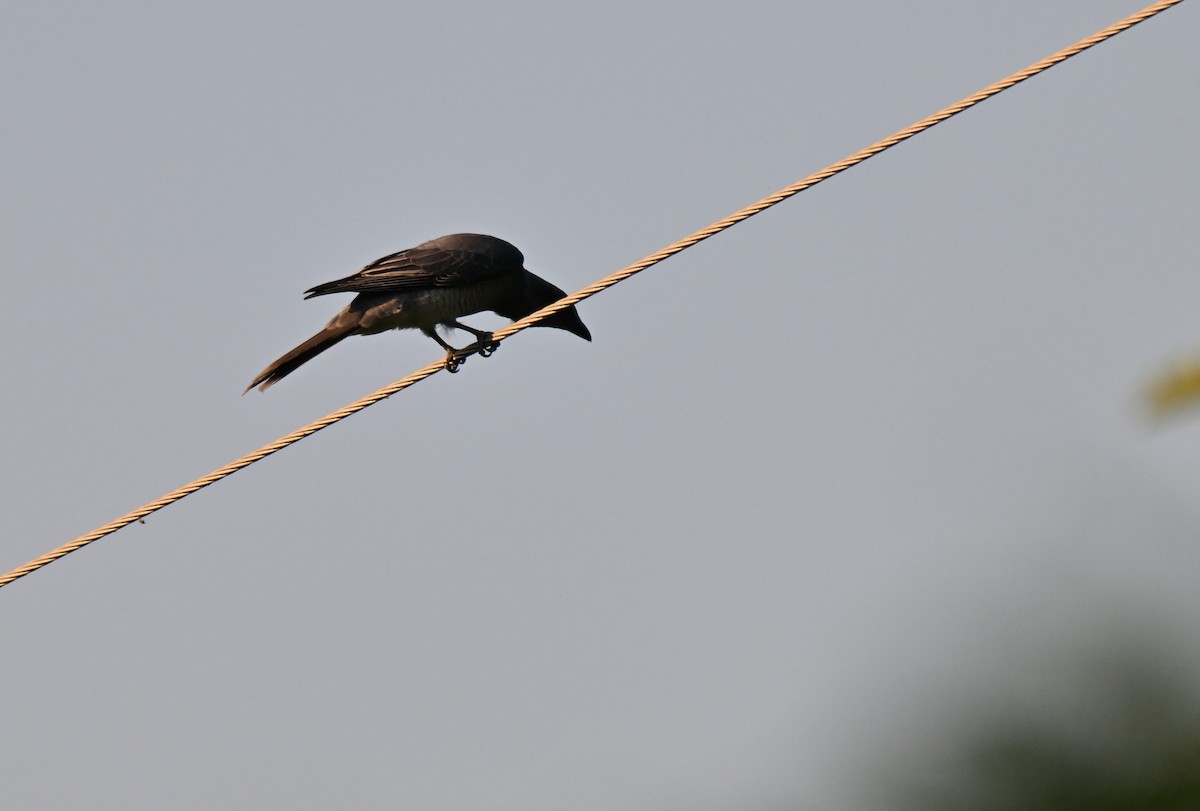 Kara Kanatlı Tırtılyiyen - ML644210278