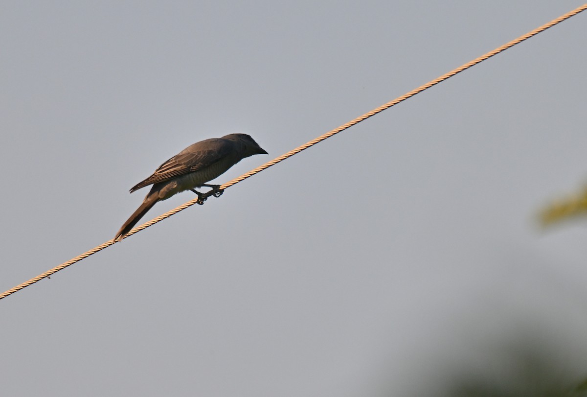 Kara Kanatlı Tırtılyiyen - ML644210280