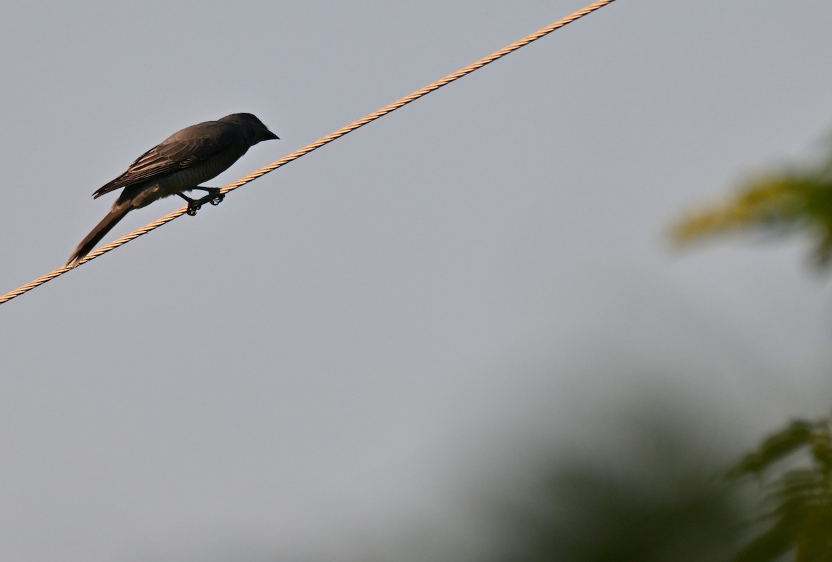 Kara Kanatlı Tırtılyiyen - ML644210281