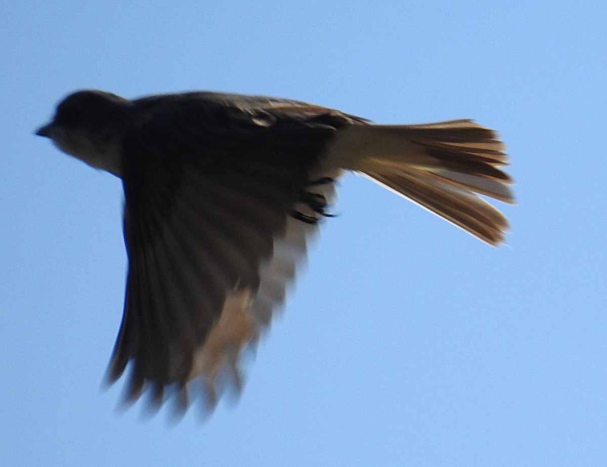Gray Kingbird - ML644210287