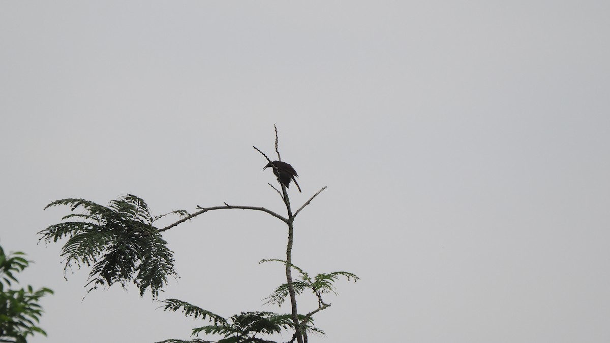 White-streaked Friarbird - ML644210292