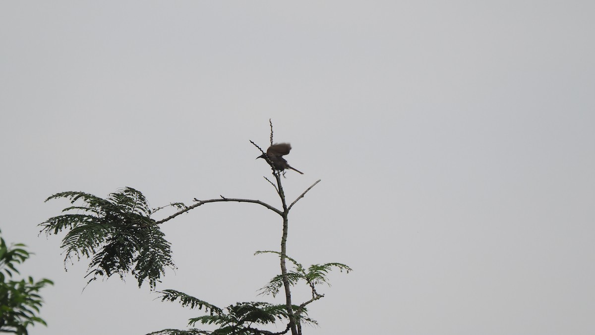 White-streaked Friarbird - ML644210293