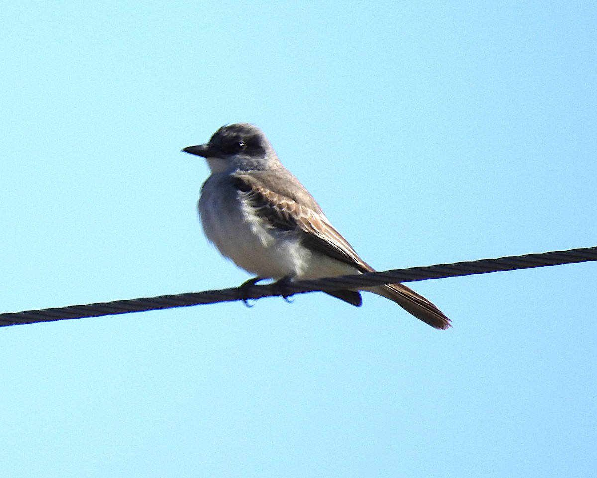 Gray Kingbird - ML644210300
