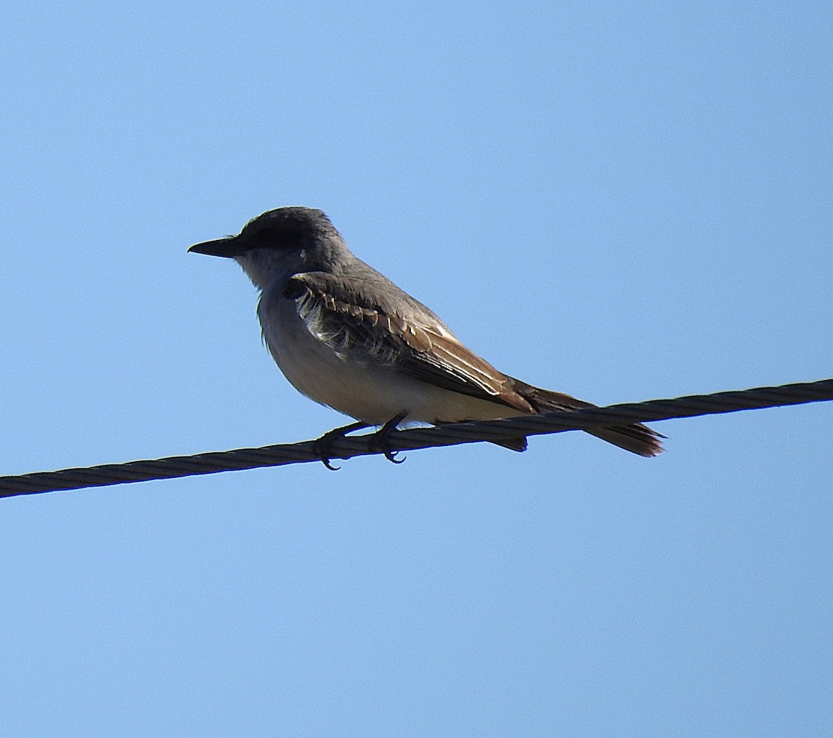 Gray Kingbird - ML644210304