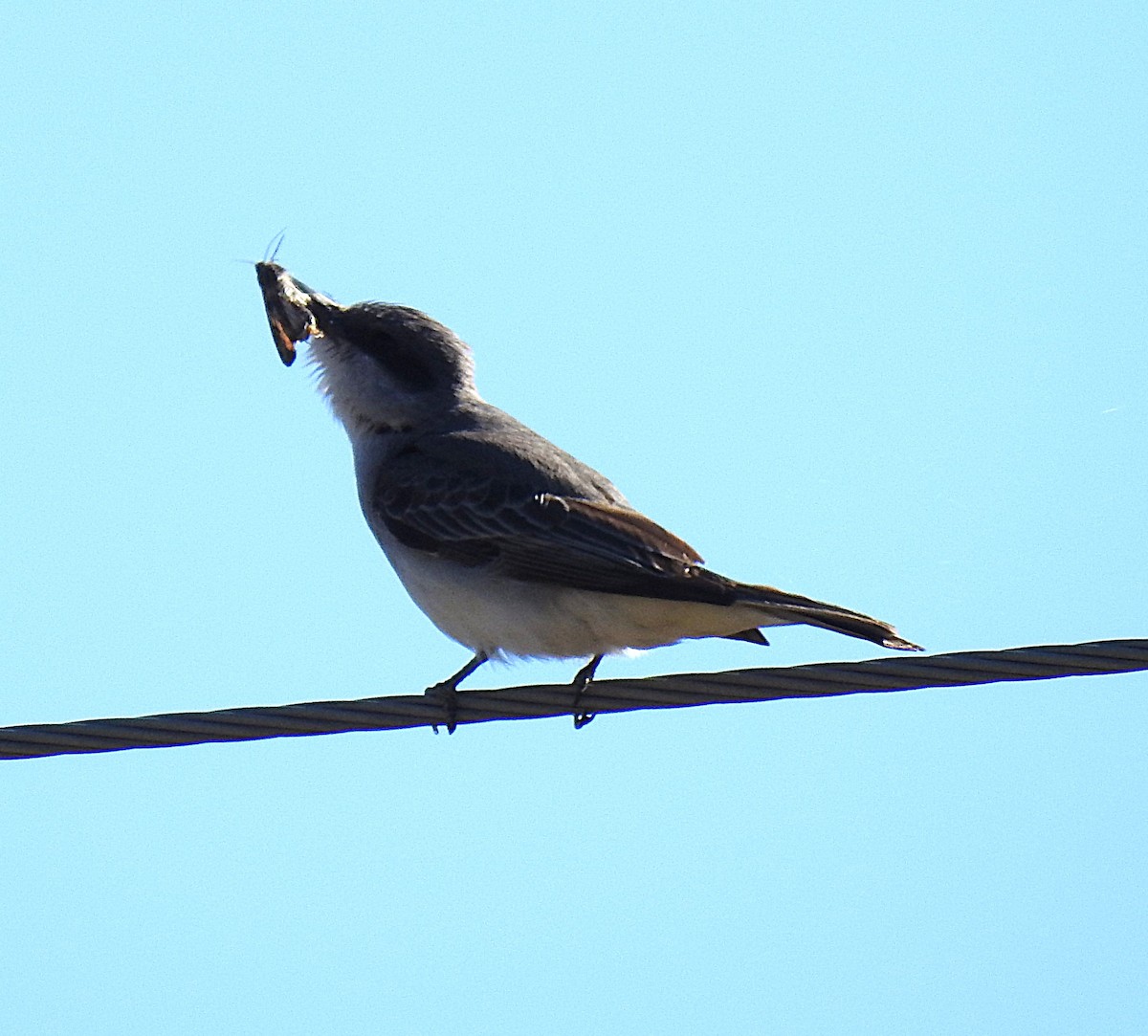 Gray Kingbird - ML644210306