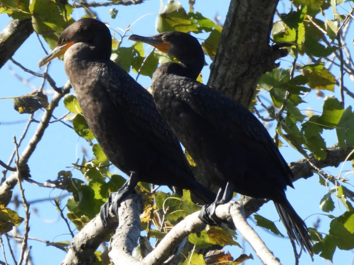 Double-crested Cormorant - ML644210308