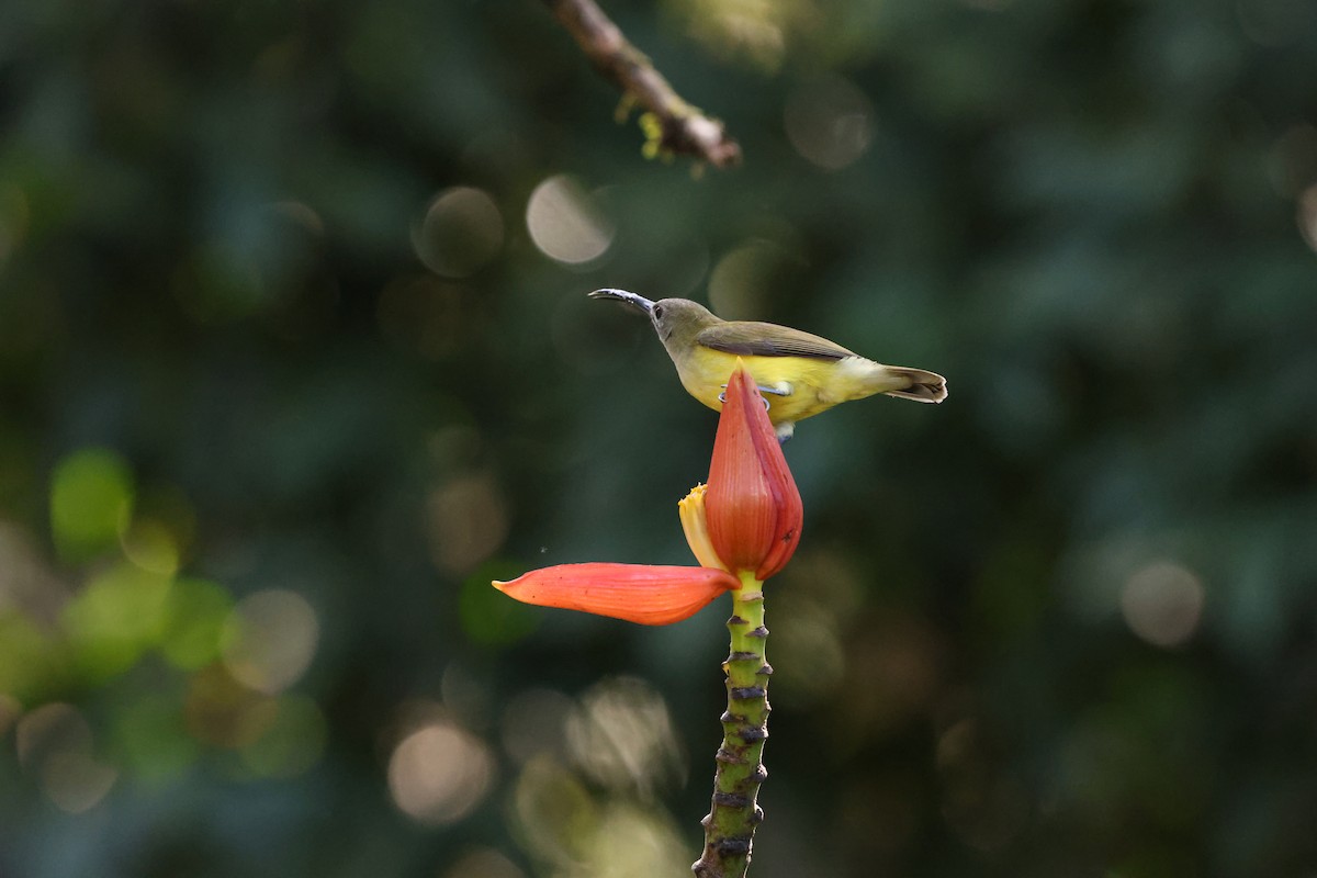 Little Spiderhunter - ML644210309