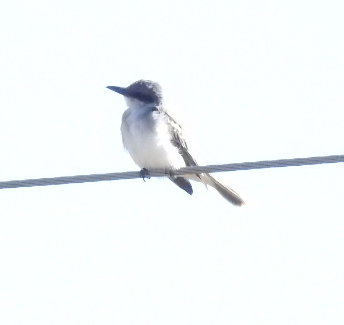 Gray Kingbird - ML644210310