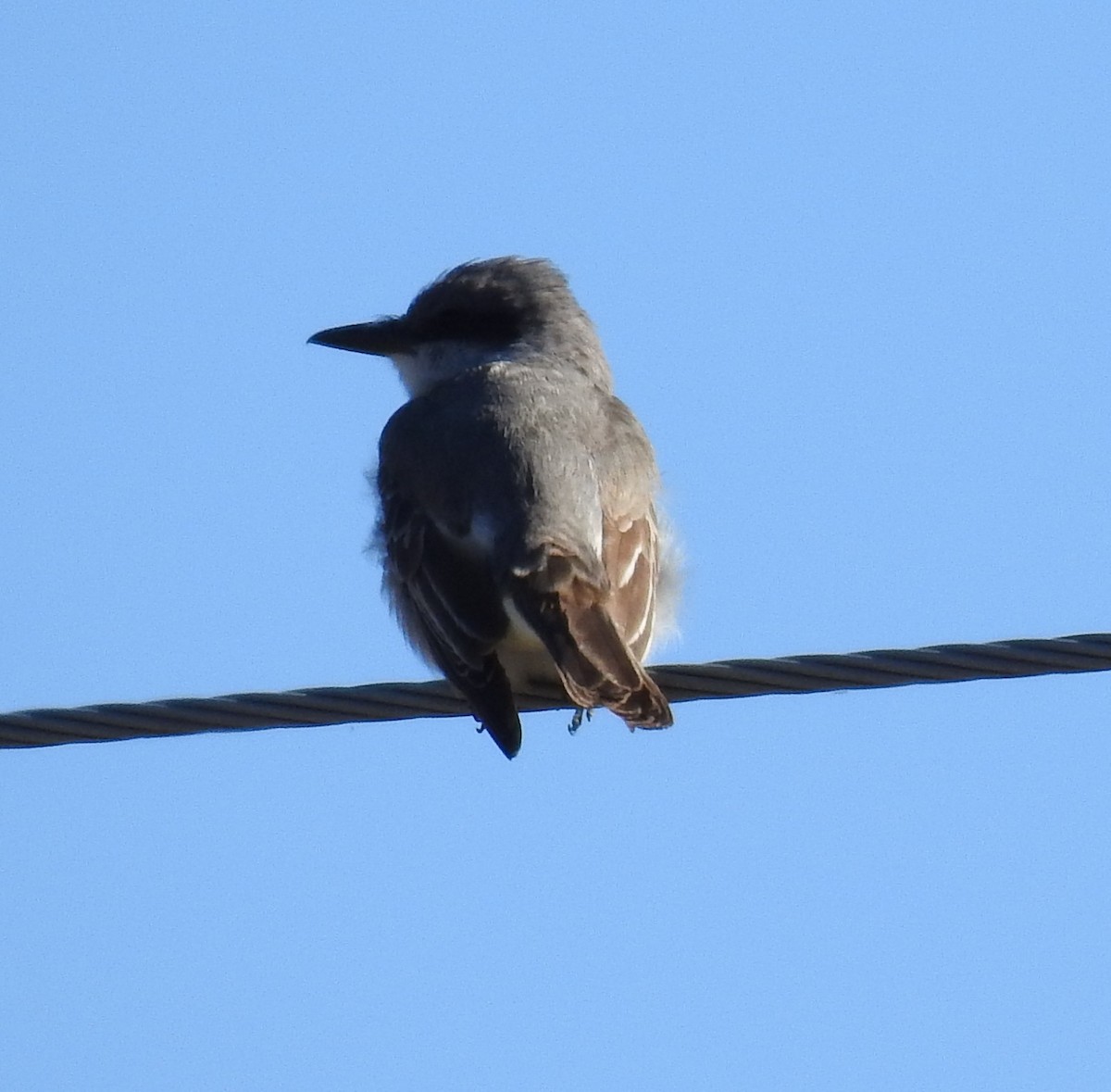Gray Kingbird - ML644210316