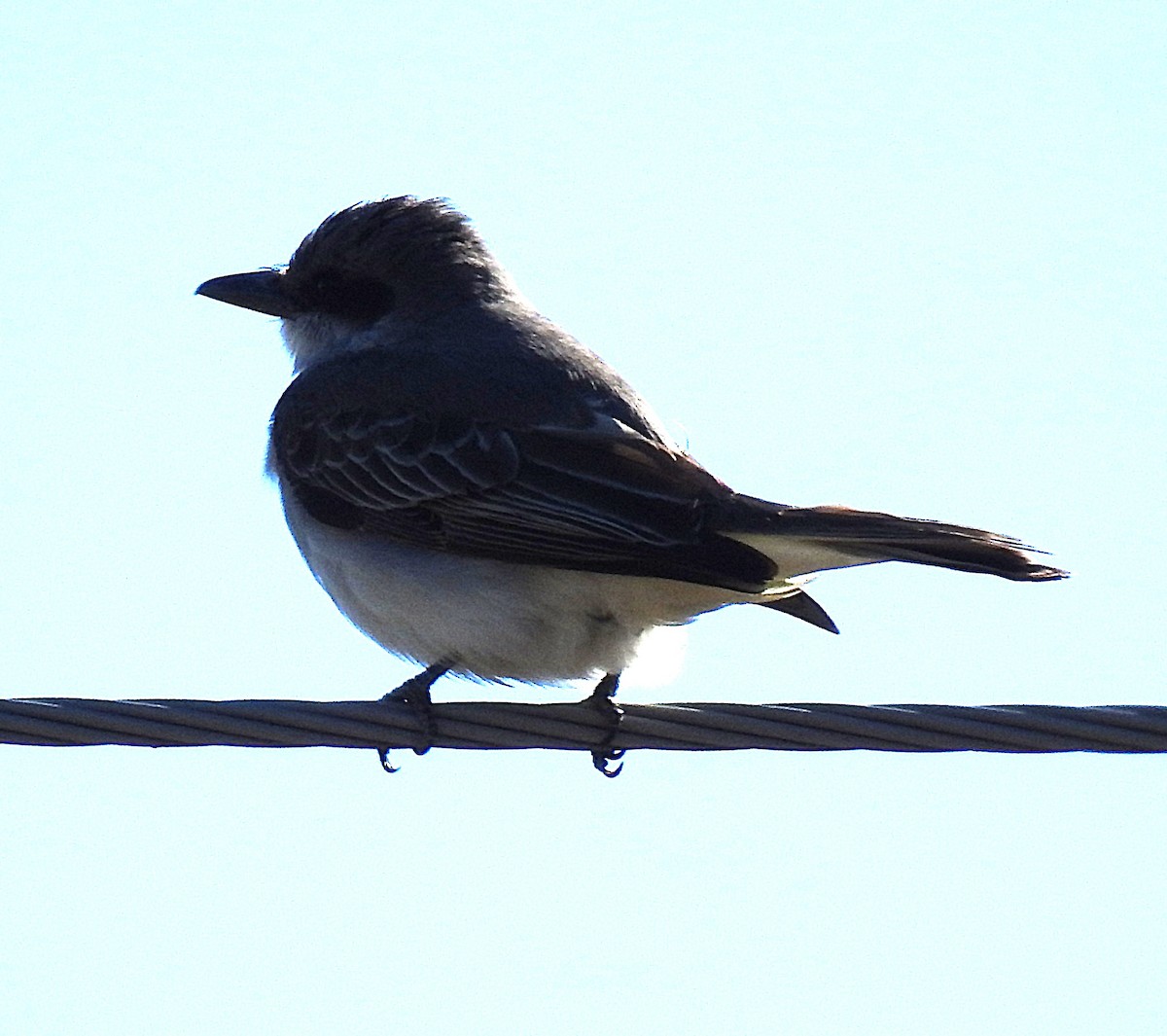 Gray Kingbird - ML644210317