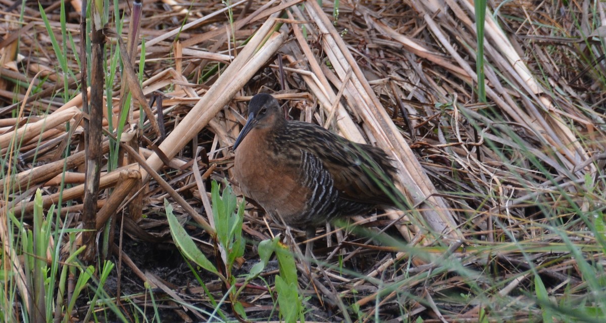 King Rail - ML644210323