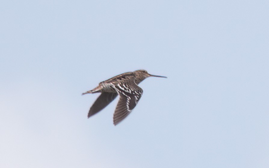 ヨーロッパジシギ - ML644210325