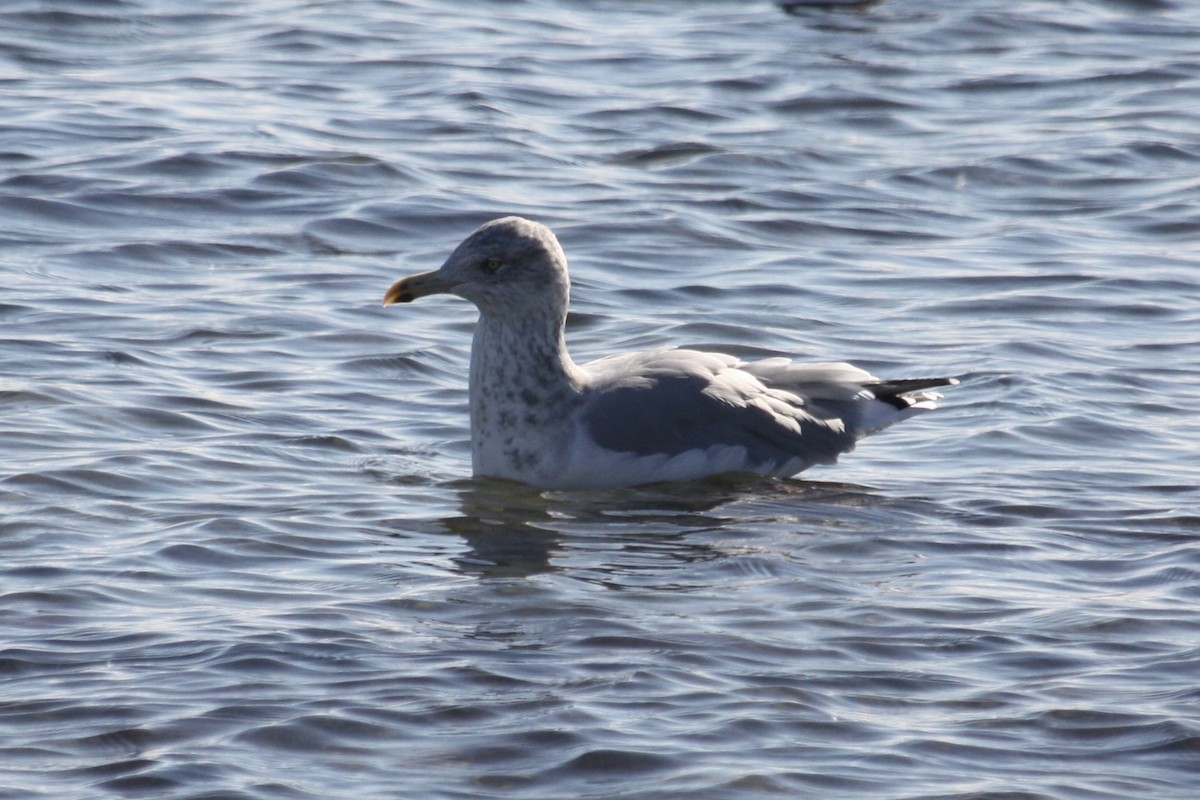 racek americký - ML644210328