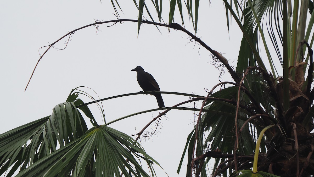 rajka vraní - ML644210339