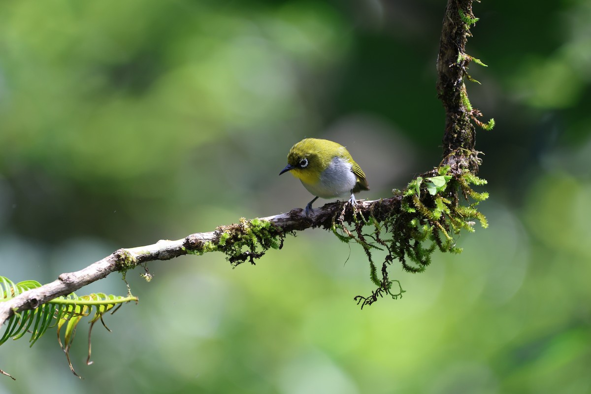 Indian White-eye - ML644210342