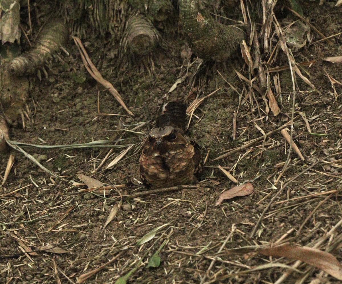 Пораке - ML644210347