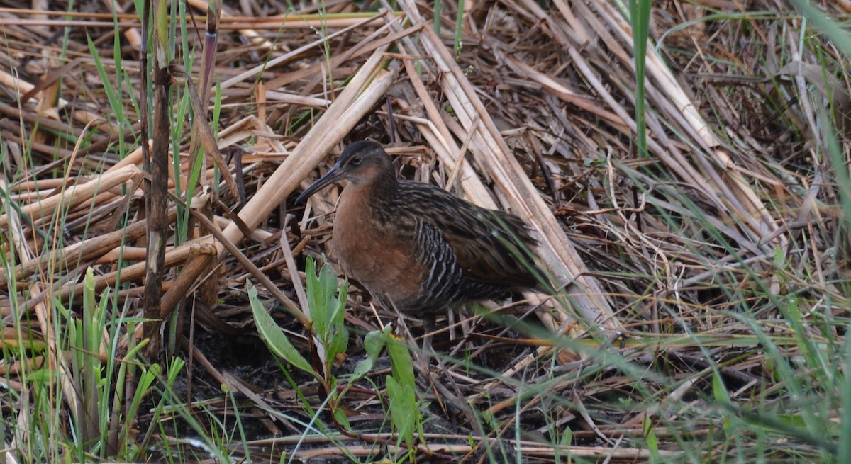 King Rail - ML644210351