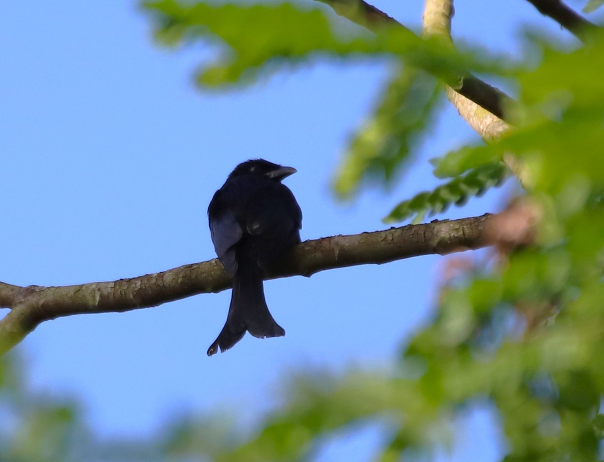 Crow-billed Drongo - ML644210352