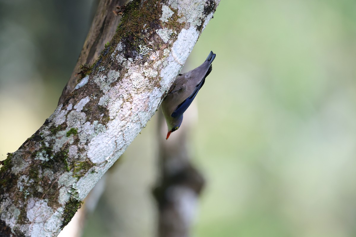 Velvet-fronted Nuthatch - ML644210358