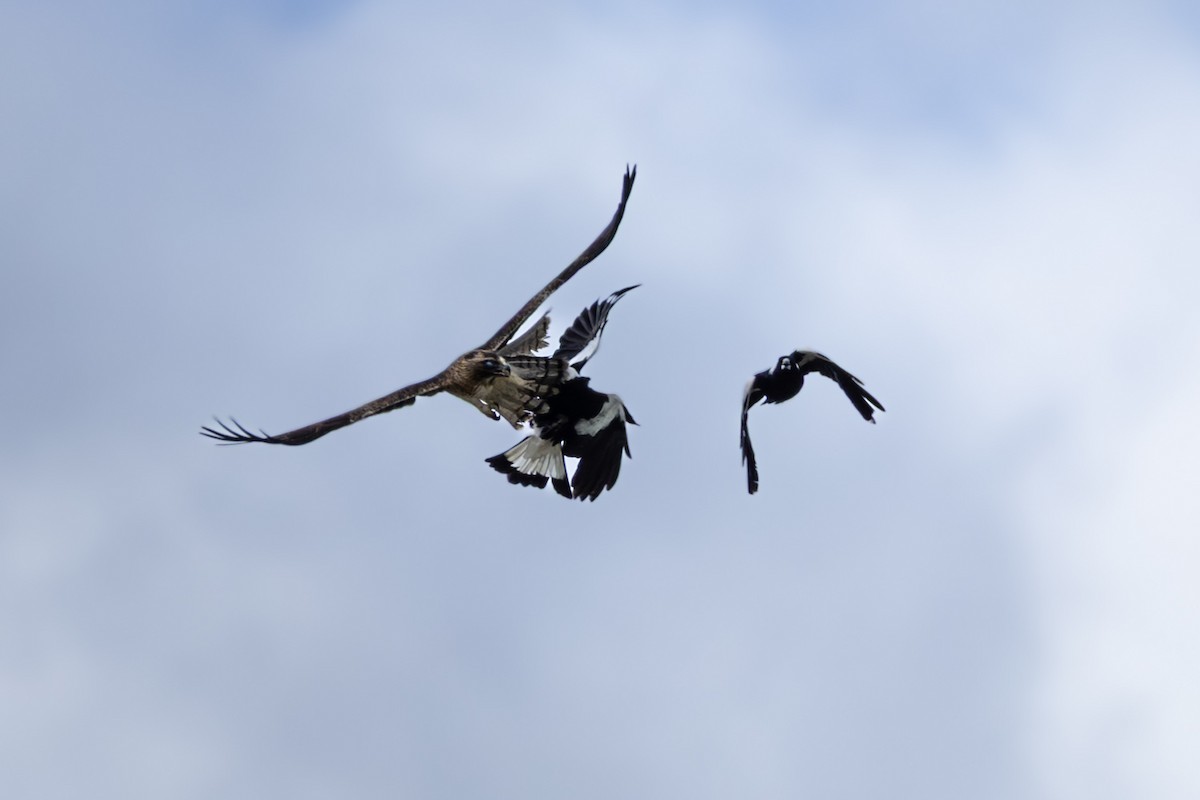 Орел-карлик австралійський - ML644210359