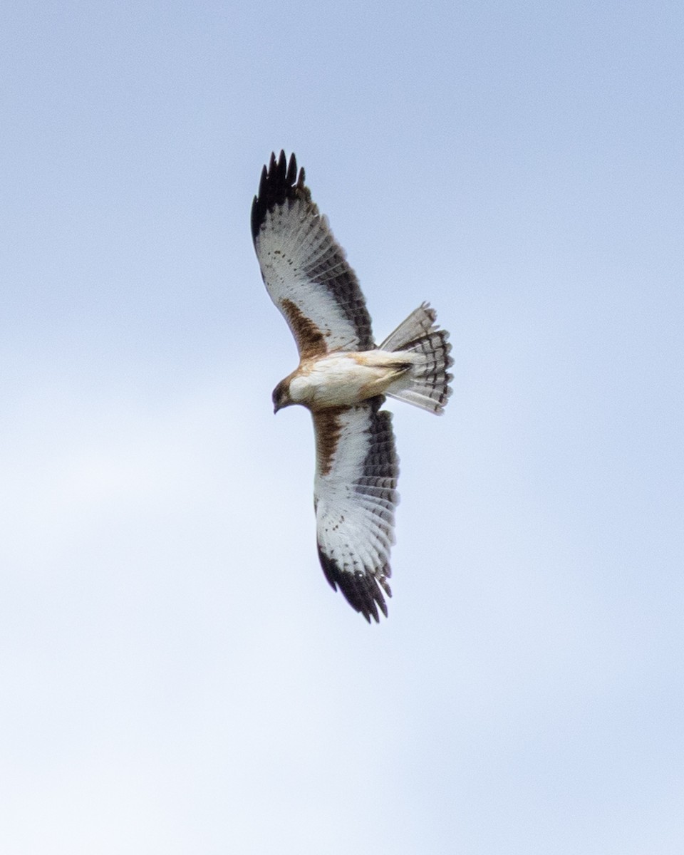 Орел-карлик австралійський - ML644210360