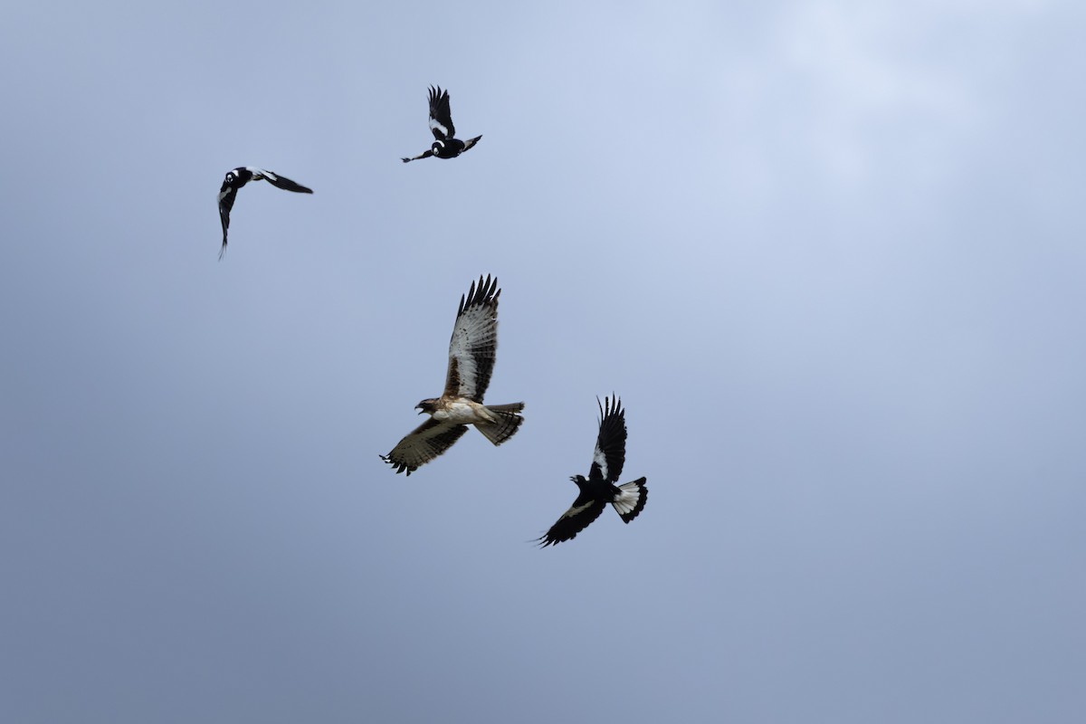 Орел-карлик австралійський - ML644210361